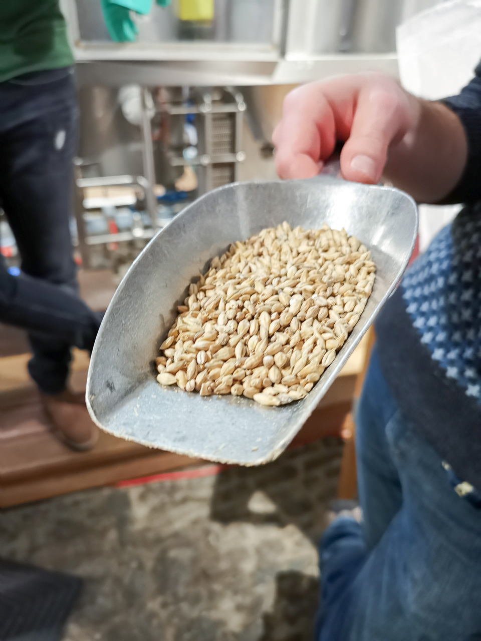 brasser sa bière : choisir son malt